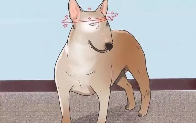 狗狗中毒的常見症狀幾催吐方法