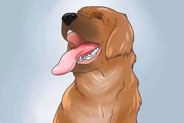 狗狗中毒的常見症狀幾催吐方法