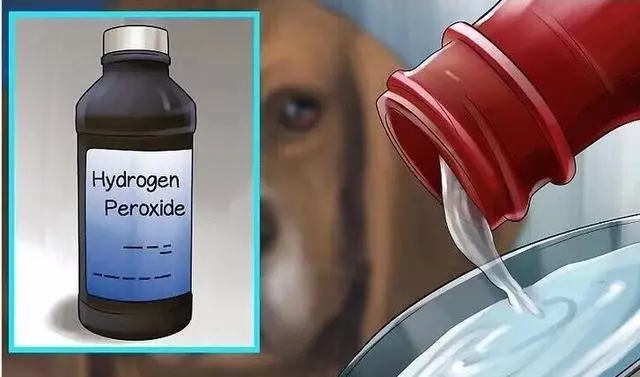 狗狗中毒的常見症狀幾催吐方法