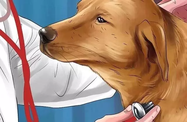 狗狗中毒的常見症狀幾催吐方法