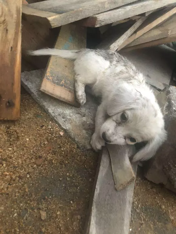 流浪狗餓壞了躲在角落啃木頭,女孩感慨:這就是一隻流浪狗的悲哀