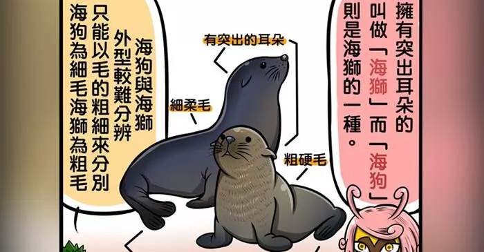 你知道該怎麼分辨「海豹、海狗、海牛、海象」嗎?超Q插畫讓網友瞬間秒懂:長知識了!