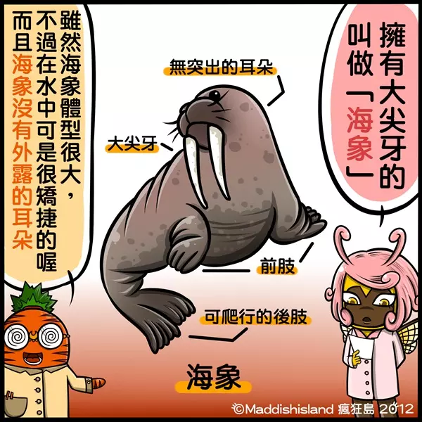 你知道該怎麼分辨「海豹、海狗、海牛、海象」嗎?超Q插畫讓網友瞬間秒懂:長知識了!