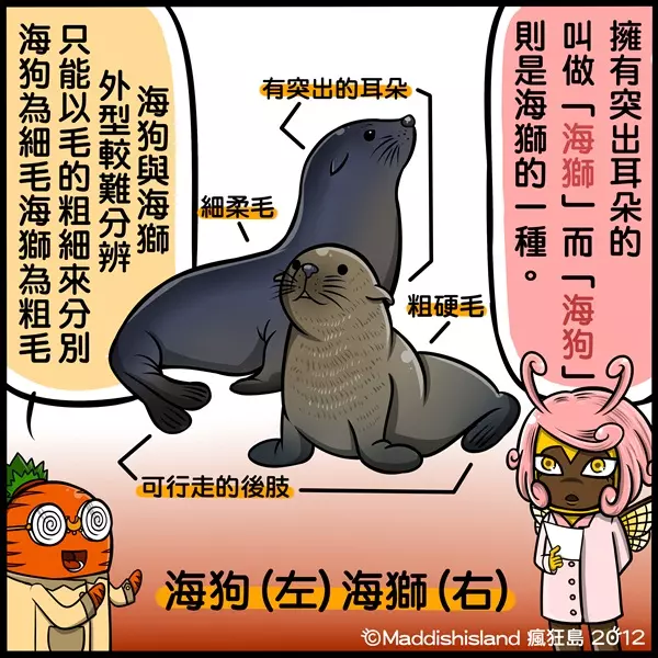 你知道該怎麼分辨「海豹、海狗、海牛、海象」嗎?超Q插畫讓網友瞬間秒懂:長知識了!