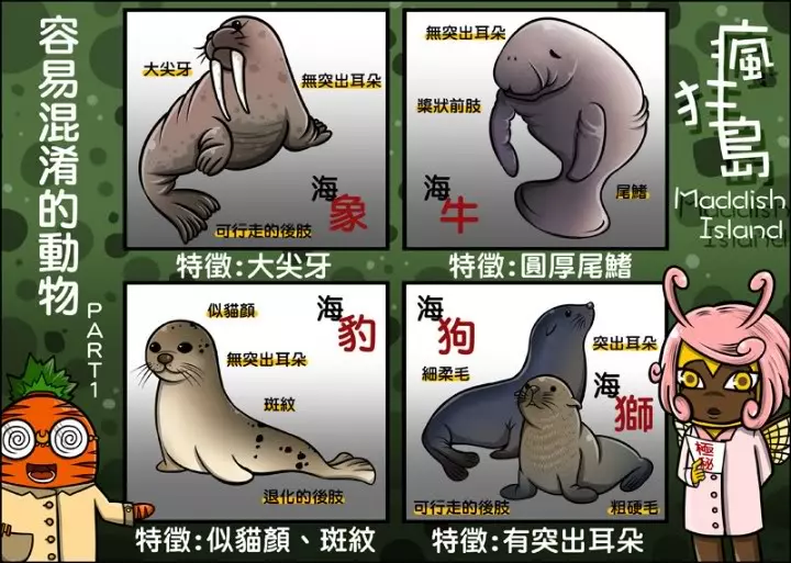你知道該怎麼分辨「海豹、海狗、海牛、海象」嗎?超Q插畫讓網友瞬間秒懂:長知識了!