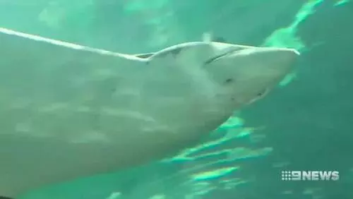 「處女」真能生寶寶,脊椎動物沒與雄性接觸已有9年卻生下小寶