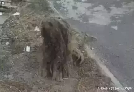 流浪狗1年前被拋棄,每天無論颳風下雨都在原地等主人接它回家