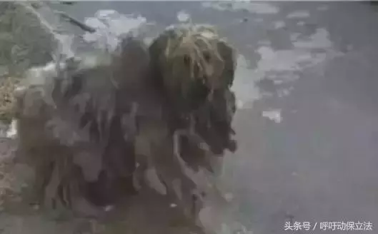 流浪狗1年前被拋棄,每天無論颳風下雨都在原地等主人接它回家