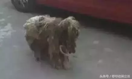 流浪狗1年前被拋棄,每天無論颳風下雨都在原地等主人接它回家