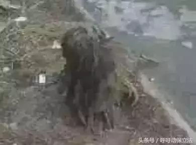 流浪狗1年前被拋棄,每天無論颳風下雨都在原地等主人接它回家