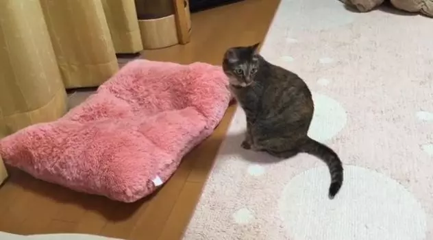 還不起來!喵皇「冷眼狠瞪」要柴柴讓位 眼神交會網笑:以為要出狗命了