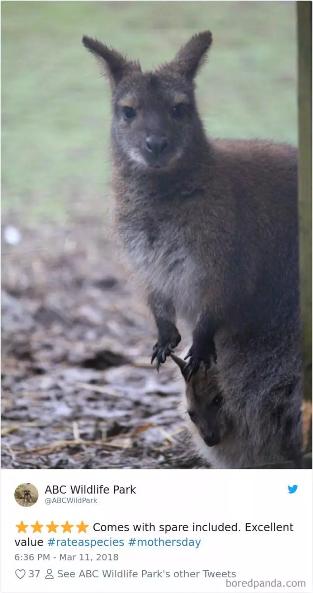 波特蘭動物園發起超幽默「動物網購式評論」沒想到下一秒在推特掀起一股玩風!