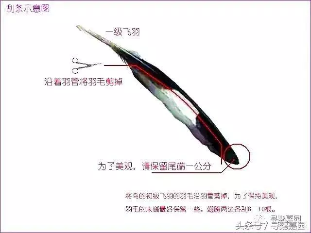 請別讓你的鸚鵡離家出走了!教你怎讓讓他陪伴你一生