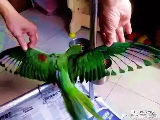 請別讓你的鸚鵡離家出走了!教你怎讓讓他陪伴你一生
