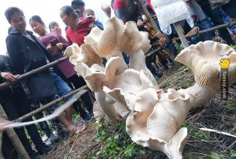 24張讓你感受到世界無奇不有的「超驚奇照片」!