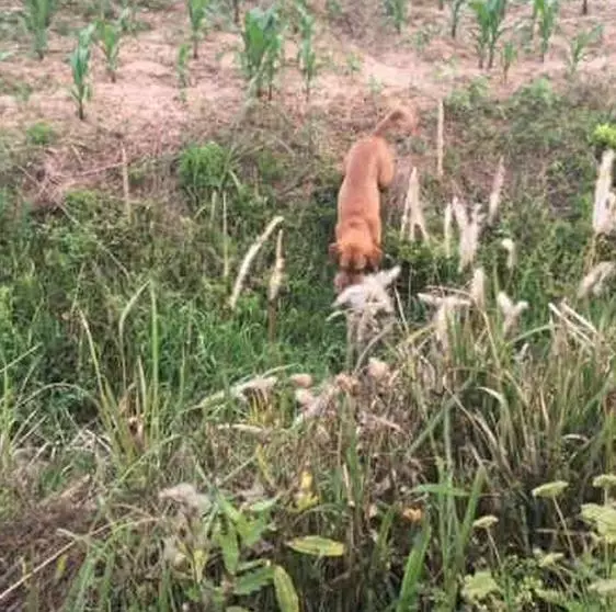 把金毛帶到鄉下,當金毛送上這個野味時,主人感動哭了