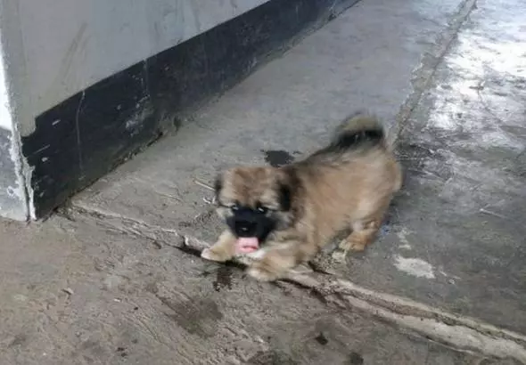 我喂了流浪狗一次以後,每天晚上回家,它都在樓道等著