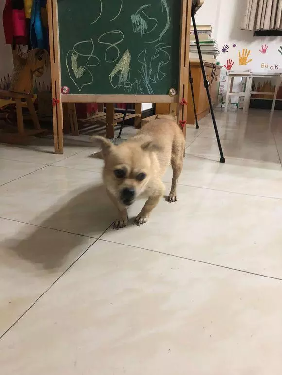 散步時撿回家只流浪狗,小傢伙知道機會來之不易而顯得格外的懂事