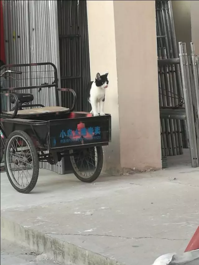 有一種能幹的貓咪叫做別人家的貓咪