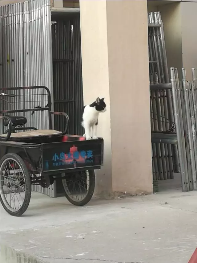 有一種能幹的貓咪叫做別人家的貓咪