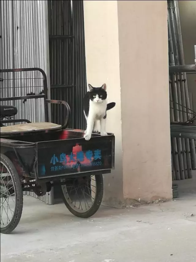 有一種能幹的貓咪叫做別人家的貓咪