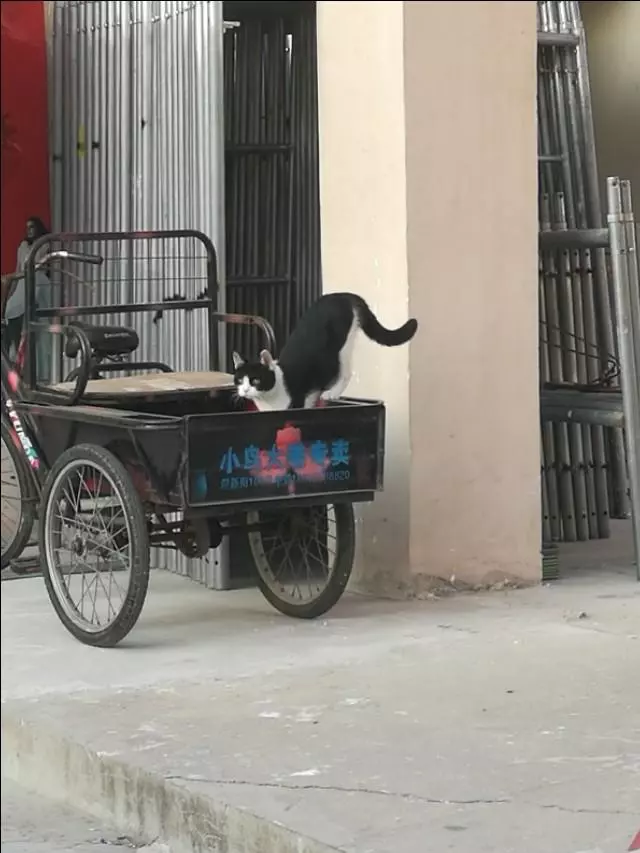有一種能幹的貓咪叫做別人家的貓咪