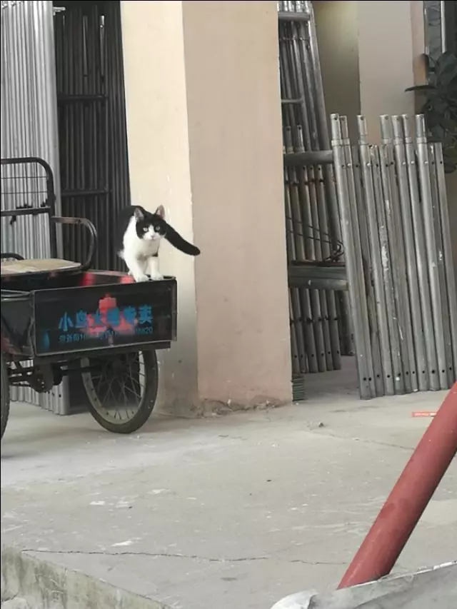 有一種能幹的貓咪叫做別人家的貓咪