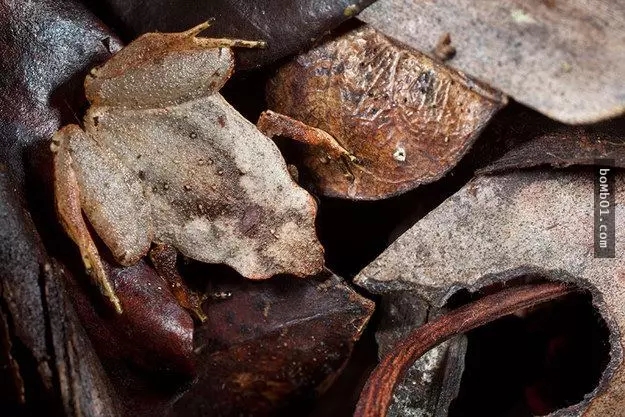 千萬不要跟這些動物和昆蟲玩捉迷藏,因為你一定會輸…每一張照片都要細心看才找到。