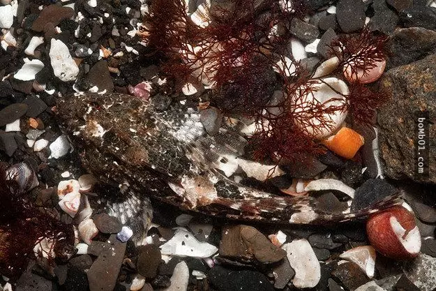 千萬不要跟這些動物和昆蟲玩捉迷藏,因為你一定會輸…每一張照片都要細心看才找到。