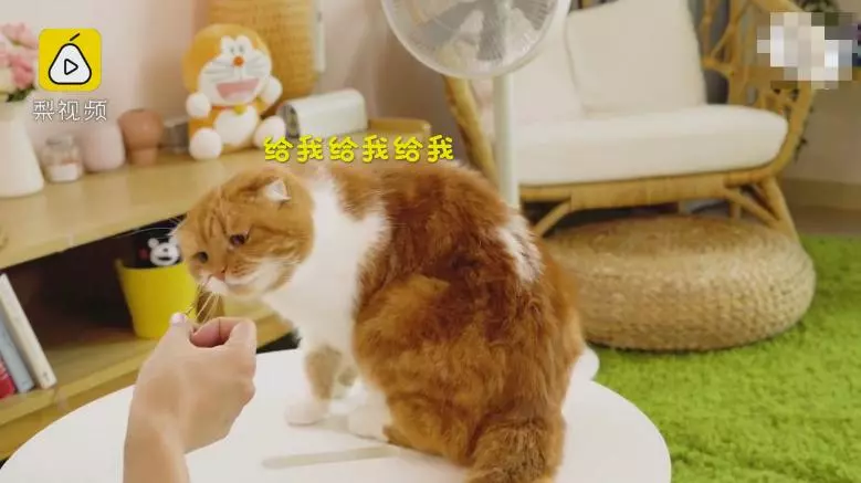 討打是不是~奴才「嘴對嘴」喂零食 主子一秒甩頭冷眼:朕不做蠢事!