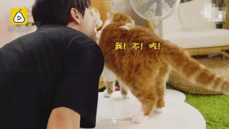 討打是不是~奴才「嘴對嘴」喂零食 主子一秒甩頭冷眼:朕不做蠢事!
