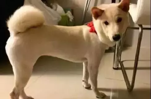 總覺得柴犬太瘦,送到奶奶家半個月後,網友:這才是充氣柴犬!