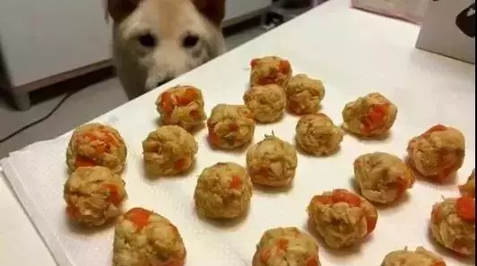 總覺得柴犬太瘦,送到奶奶家半個月後,網友:這才是充氣柴犬!