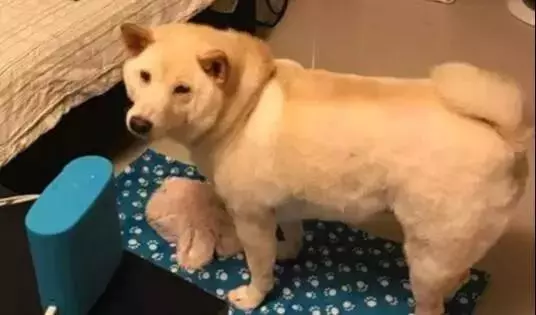 總覺得柴犬太瘦,送到奶奶家半個月後,網友:這才是充氣柴犬!