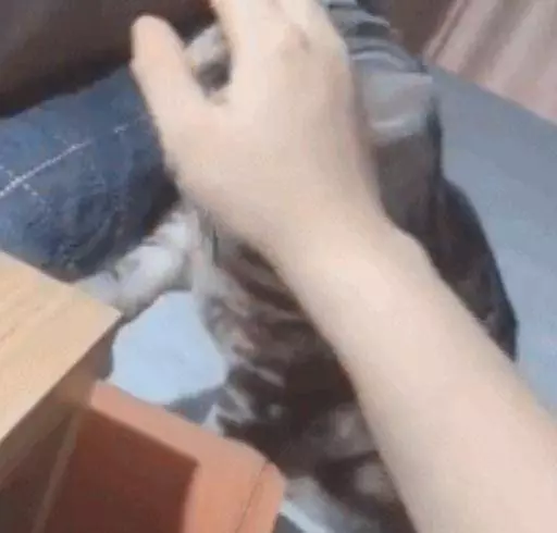 主人打遊戲不搭理貓咪,貓咪主動過來撒嬌,想讓我繼續摸它的頭