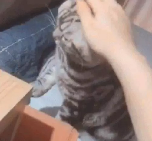 主人打遊戲不搭理貓咪,貓咪主動過來撒嬌,想讓我繼續摸它的頭