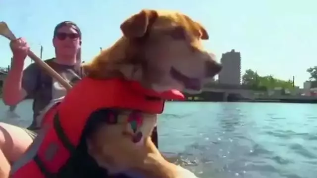 狗狗被困12年,臨終前獲得了自由,滿足所有心愿後安然離世!