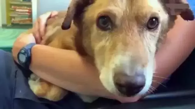 狗狗被困12年,臨終前獲得了自由,滿足所有心愿後安然離世