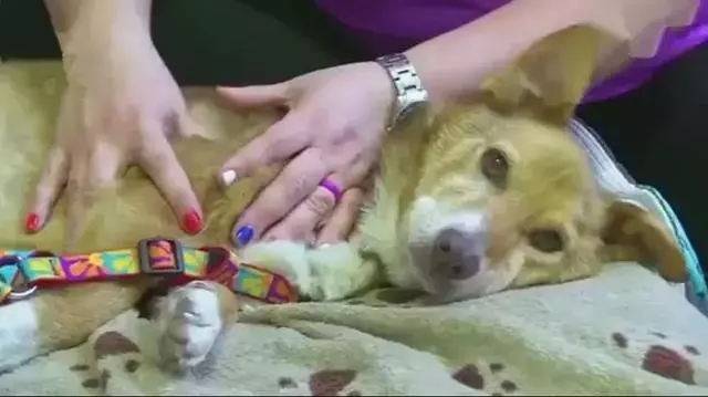 狗狗被困12年,臨終前獲得了自由,滿足所有心愿後安然離世