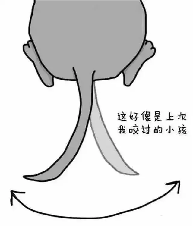 你也許不知道,狗狗咬尾巴,是在告訴鏟屎官這六件事