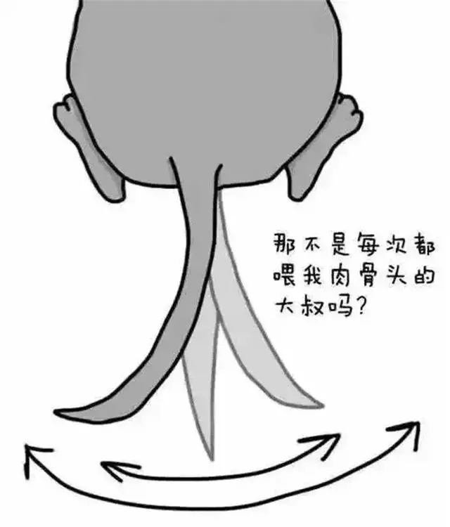 你也許不知道,狗狗咬尾巴,是在告訴鏟屎官這六件事