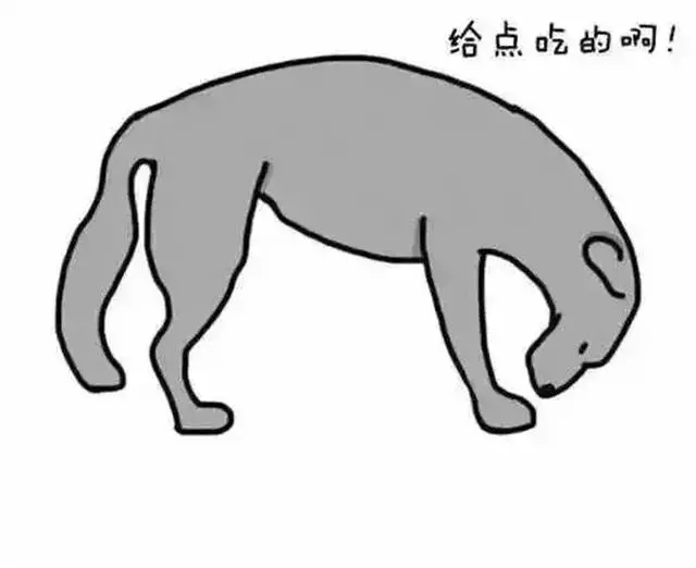 你也許不知道,狗狗咬尾巴,是在告訴鏟屎官這六件事