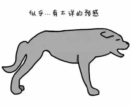你也許不知道,狗狗咬尾巴,是在告訴鏟屎官這六件事