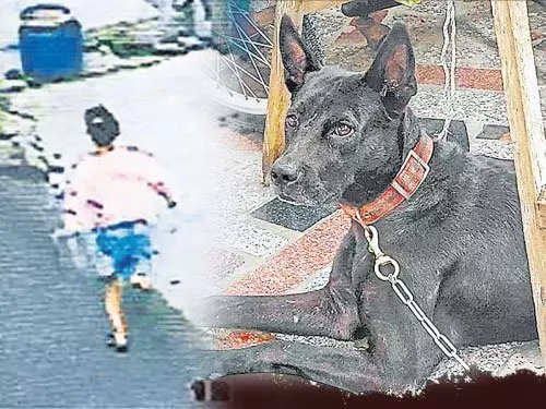 女童被狗追疑受驚嚇猝死
