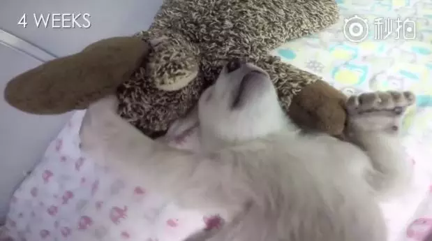 北極熊寶寶「出生六天就失去母親」!飼養員接手超Q熊寶 養到變大熊!