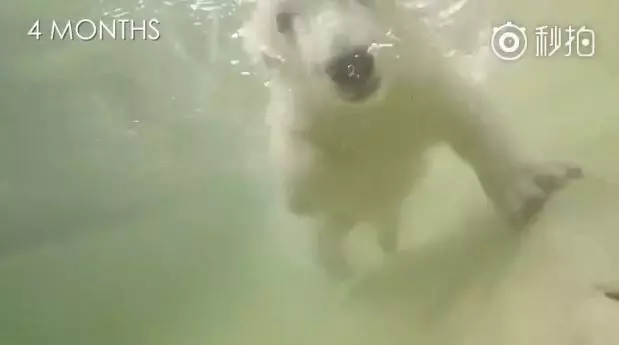 北極熊寶寶「出生六天就失去母親」!飼養員接手超Q熊寶 養到變大熊!