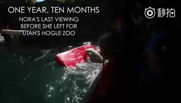 北極熊寶寶「出生六天就失去母親」!飼養員接手超Q熊寶 養到變大熊!