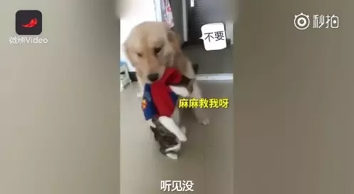 有它就沒有我!金金森77「叼小貓往門口走」 馬麻無奈喊:又哪裡惹到你了