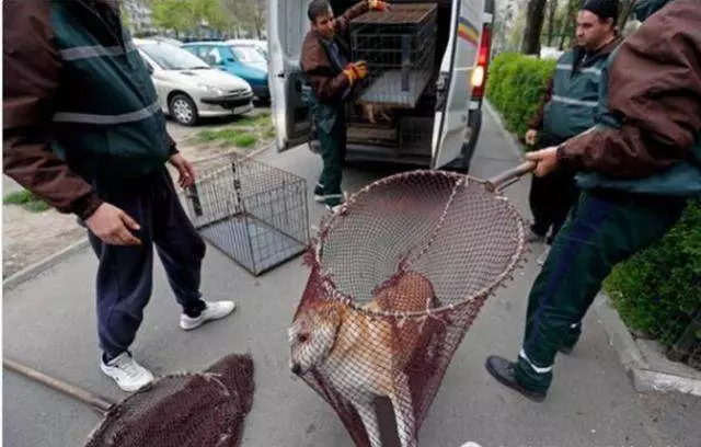 幾千隻流浪狗被殺,女孩抱狗狗痛哭,這一幕卻讓所有人憤怒了