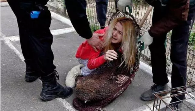 幾千隻流浪狗被殺,女孩抱狗狗痛哭,這一幕卻讓所有人憤怒了